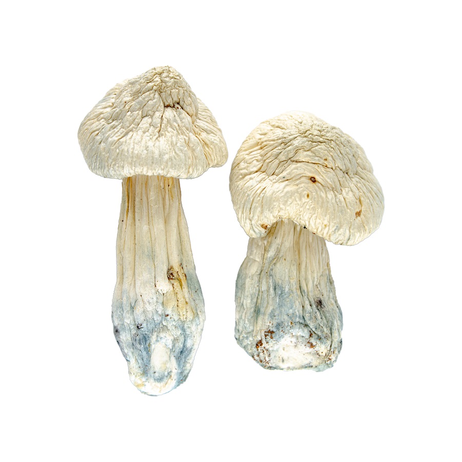 Buy Hush Albino Penis Envy Magic Mushrooms Online West Coast Bud