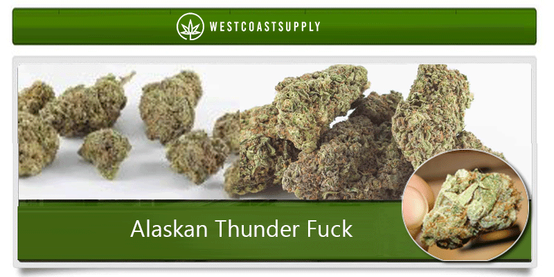 buy alaskan thunder fuck marijuana strain online at west coast supply