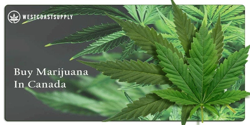 buy marijuana in canada