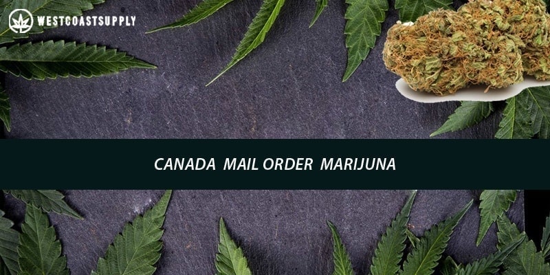 canada mail order marijuana banner