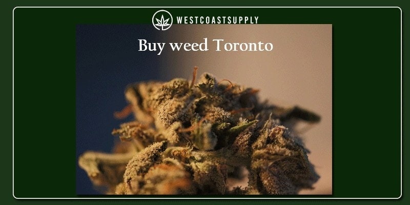 buy weed toronto
