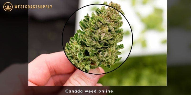 Canada weed online