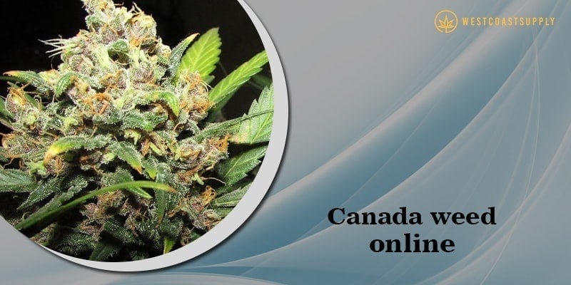 canada weed online