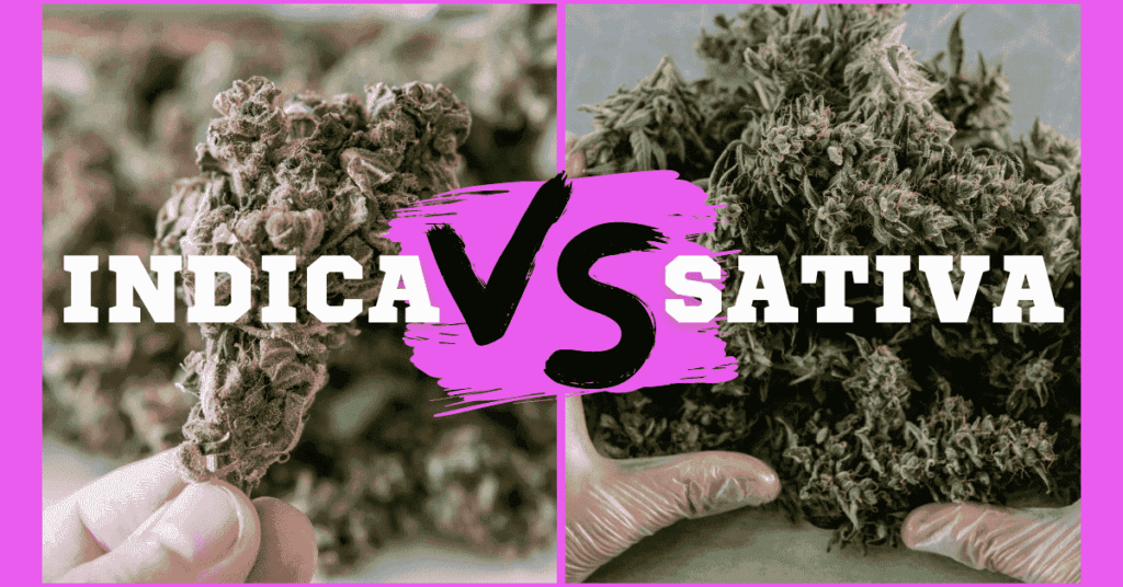 Indica vs Sativa vs Hybrid: What's the Difference Between Strains? 1