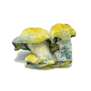 TAT Smurf Mushrooms