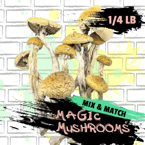 Buy Magic Mushroom Mix and Match Quarter Pound Canada 1 Magic Mushroom Mix and Match Quarter Pound in Canada