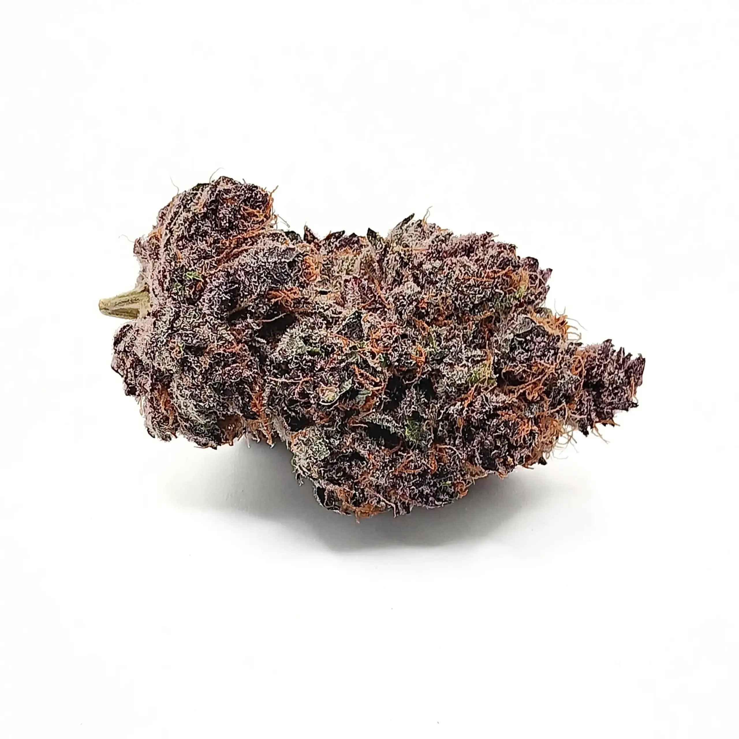 Tropic Truffle 1 Tropic Truffle AAAAA