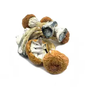 Buy Blue Meanie Magic Mushrooms Canada – Potent Psilocybin Strain