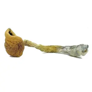 Buy Golden Teacher Magic Mushrooms Canada – Classic Psilocybe Cubensis
