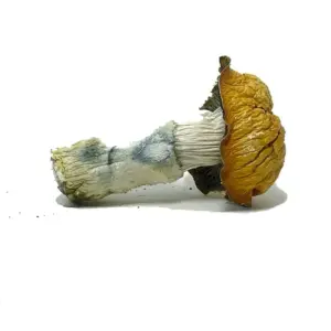 Buy Penis Envy Magic Mushrooms Canada – High Potency Psilocybin