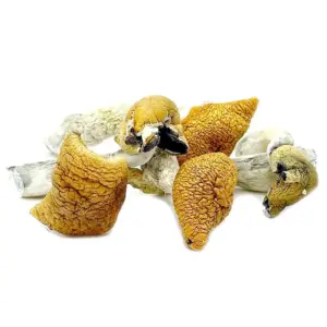 Psilocybe Cubensis Golden Teacher Shrooms – Canada