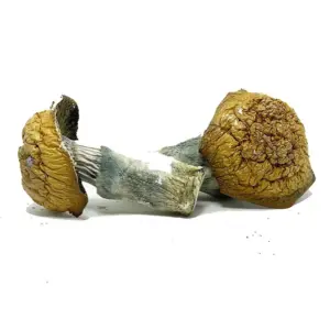 Psilocybe Cubensis Penis Envy – Potent Psychedelic Shroom Canada