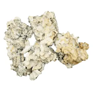 Calypso Enigma Magic Mushrooms