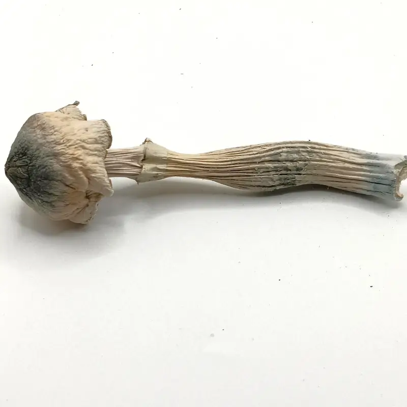Buy Albino Thrasher Magic Mushrooms Canada 1 Albino Thrasher